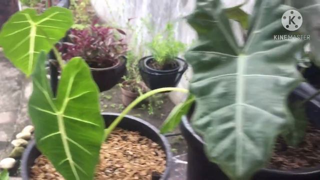 my 10 different varieties of alocasia ❤️ смотреть онлайн