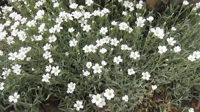 Ясколка войлочная цветет.