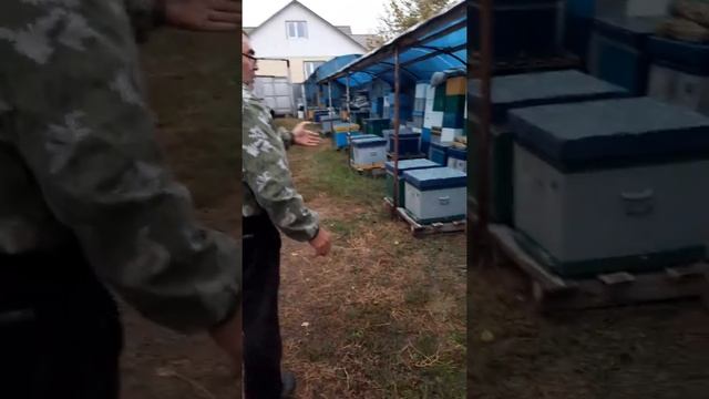 Матка карпатка & бакфаст сравнение, осень 2019 Воронежская область смотреть онлайн