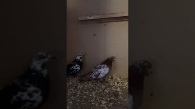 Чернозобые и краснозобик свердловские высоколетные голуби смотреть онлайн