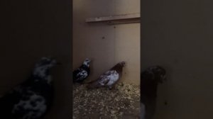 Чернозобые и краснозобик свердловские высоколетные голуби