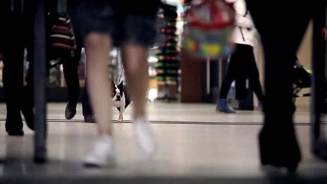 Royal Canin Urban смотреть онлайн