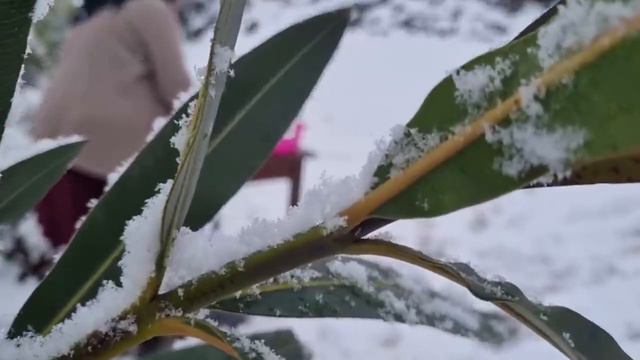 Бабушка готовила мясо с горохом и картофелем в глиняной посуде Азербайджанская Кухня смотреть онлайн