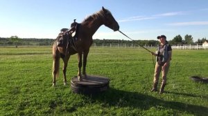 Вестерн заездка, урок № 4. Приучение к седлу, начало заездки.