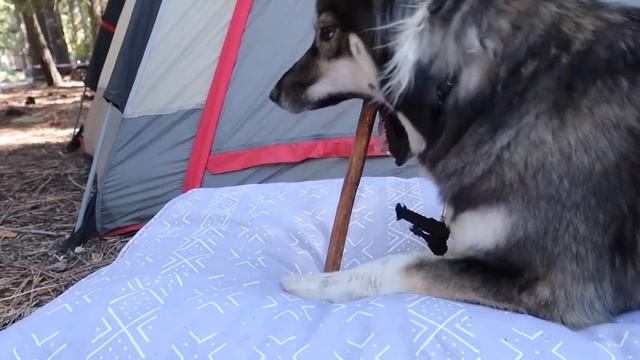 My Puppy's Funny Stories with Blue Spider Man! смотреть онлайн