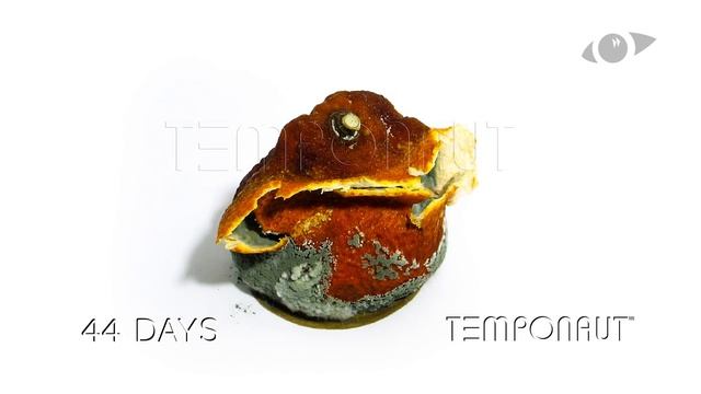 Tangerine  (Mandarin Orange) Time Lapse
