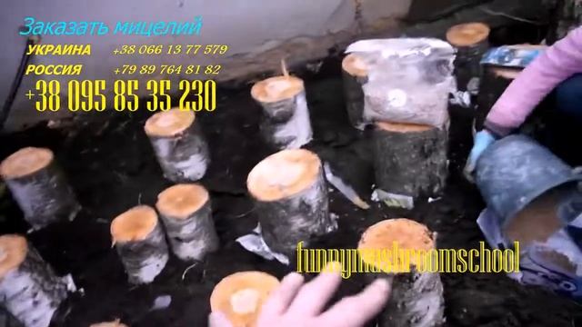 вешенка на пнях на даче, мастерклас funnymushroomschool # 18 смотреть онлайн