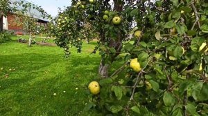 Антоновка обыкновенная. Потенциал плодоношения старой яблони.