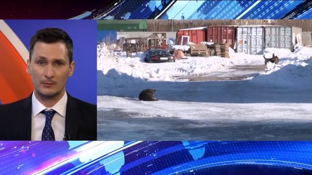 На женщину с ребенком напала стая бродячих собак смотреть онлайн