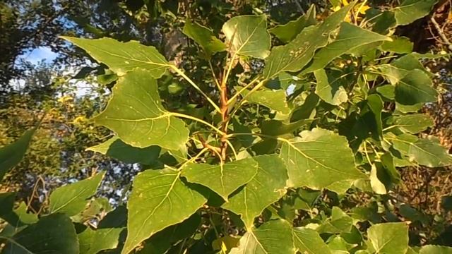 CHOPO o álamo negro: Populus nigra (www.riomoros.com) смотреть онлайн