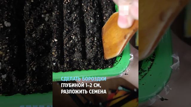 Как посеять баклажаны на рассаду | NGS.RU смотреть онлайн