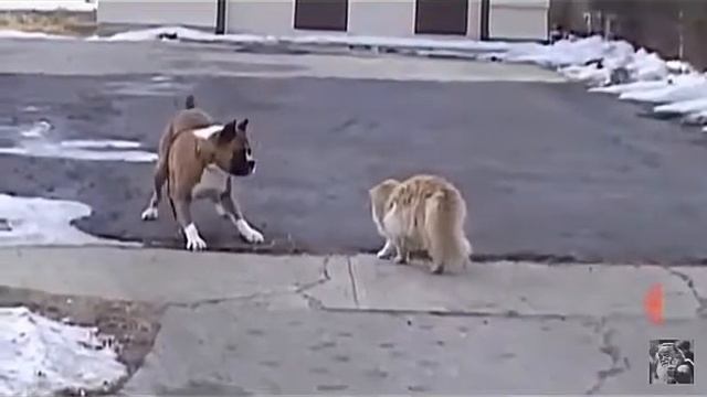 Кот бьёт пса! смотреть онлайн