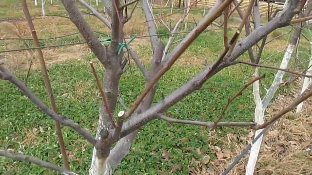 Простая формировка сливы чашей. Интенсивный сад из слив. (Перезалив). смотреть онлайн