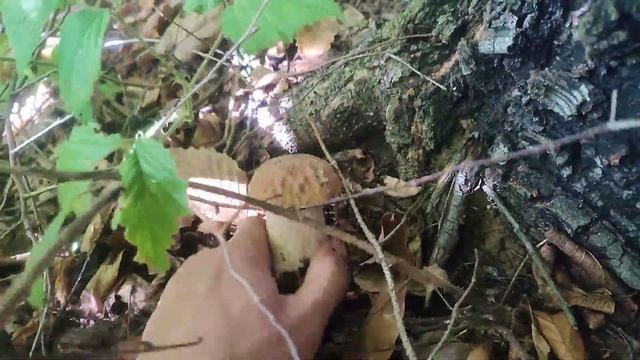 Скільки тут Грибів!!! Знайшов поляну з Білими Грибами. смотреть онлайн