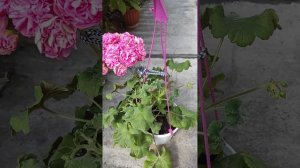 Пеларгония Eva Fly