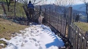 Йогуртовый суп по-азербайджански Азербайджанская Кухня Деревенская Кухня  Рецепты