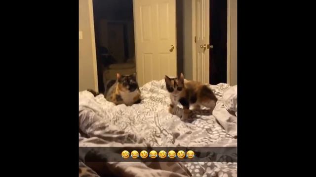 Приколы с животыми испуги животных лучшие приколы 2022 ржач смотреть онлайн