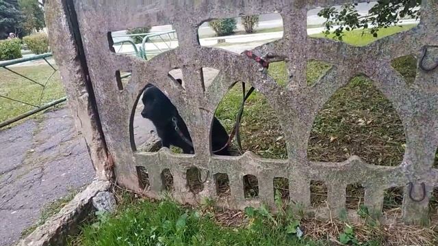 Ты не бросай в собаку камень смотреть онлайн