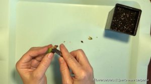 Хавортия без корней. Хавортия гниет что делать. Спасаем детку хавортии без корней | flowersecrets