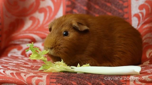 Морской свин Любисток кушает сельдерей. Питомник "Золотко" смотреть онлайн