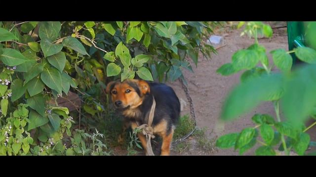 One summer day. Sony Alpha a58. Camera test. смотреть онлайн