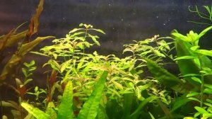 Мощный (сильный) свет в аквариуме. Плюсы и минусы