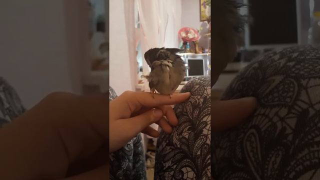 Чистим перышки на ночь смотреть онлайн