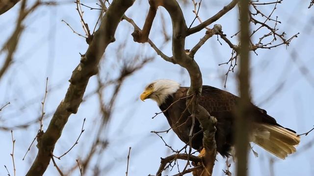 Съемки хищных птиц на новый телезум Tamron 150-500 смотреть онлайн