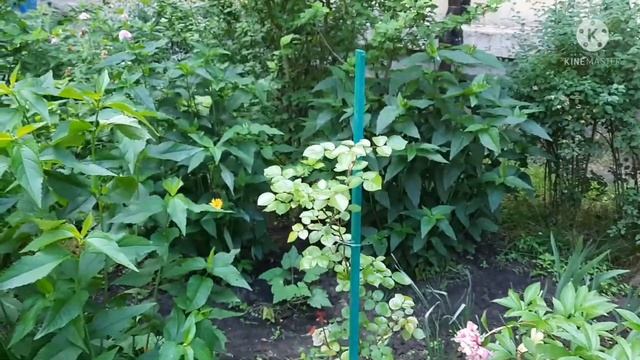 Мой цветник возле дома Просто делюсь хорошим настроением смотреть онлайн