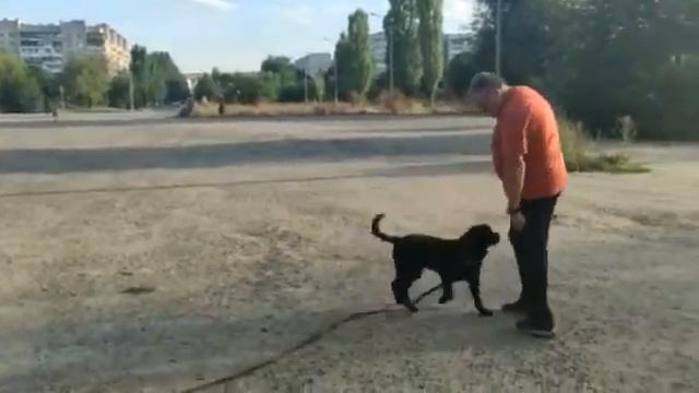 Лабрадор Бруно-5 мес.Третье занятие. смотреть онлайн