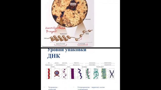 Введение в эпигенетику (Лекция 1)