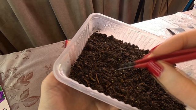 ЭУСТОМА ИЗ СЕМЯН - ПОРА СЕЯТЬ ЭУСТОМУ НА РАССАДУ