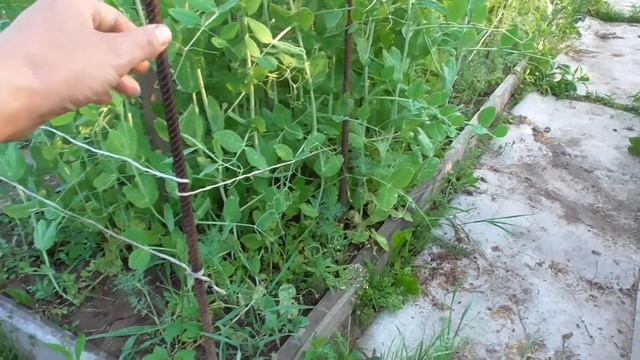 Выращивание гороха смотреть онлайн