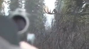 Охота на Лося!