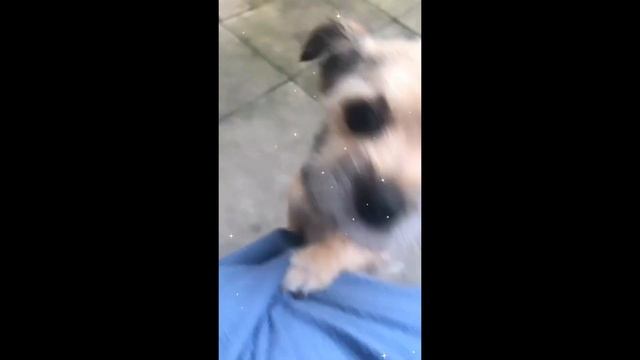 Как я Танцевала Свадебный Танец в Английских Традициях в Kirkstall Abbey / Leeds Fest 2019 смотреть онлайн