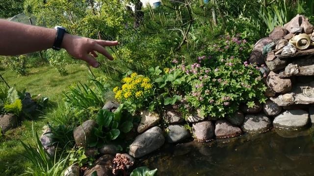 Как посадить Нимфеи в Пруд. Правильный уход для обильного цветения кувшинок, водяных лилий смотреть онлайн