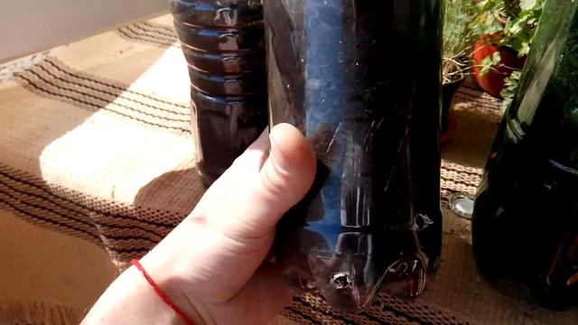 Закалка зеленых саженцев винограда. Перелив водой. смотреть онлайн