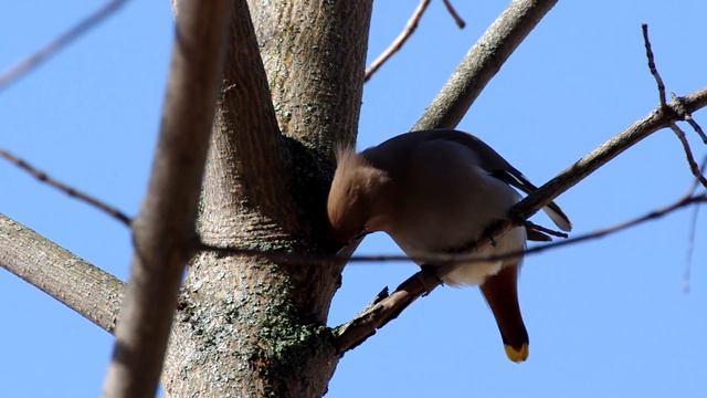 Свиристели и кленовый сок смотреть онлайн