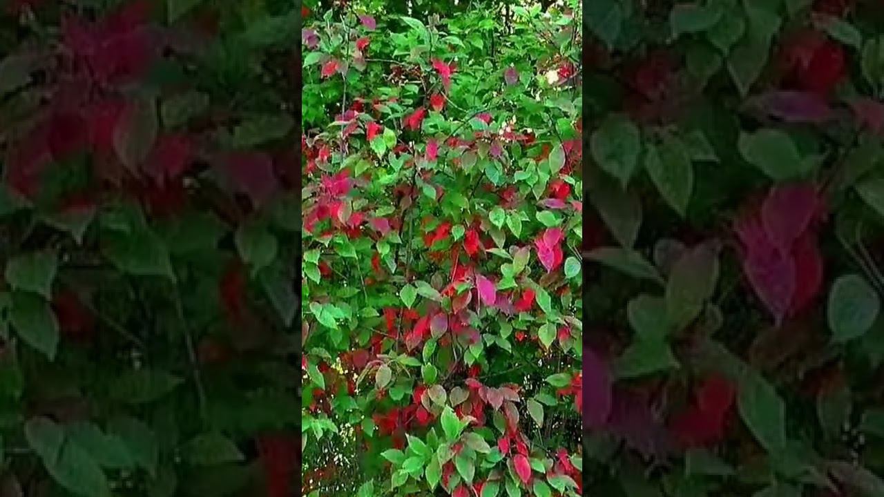 Есенин Сергей. Вдохновение. смотреть онлайн