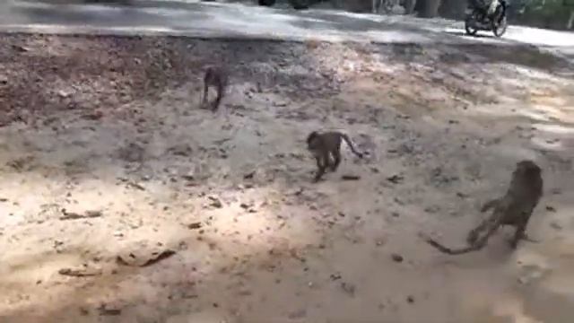 Monkey Adventures. смотреть онлайн