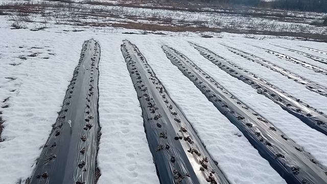 Из за поздней посадки не перезимовала клубника. Первый весенний выезд на клубничный участок. смотреть онлайн