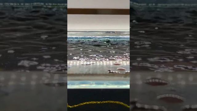 My aquarium флейта на заднюю стенку аквариума #аквариум #aquarium #shorts смотреть онлайн