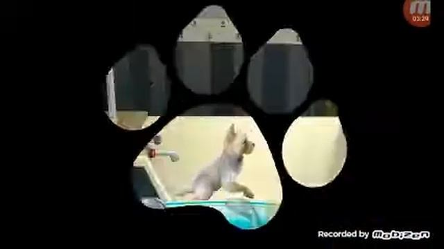 Dog hotel game смотреть онлайн