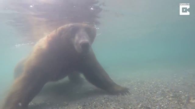 Как ловит рыбу медведь под водой) смотреть онлайн