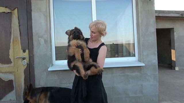 Продаются СУПЕР ЩЕНКИ Длинношерстной Немецкой Овчарки от Дакара и Оливии. 3 месяца Одесса. смотреть онлайн