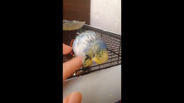 Попугайская любовь смотреть онлайн