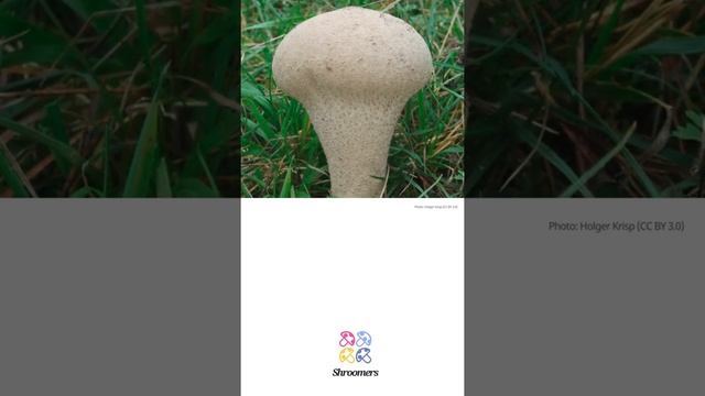 Lycoperdon saccatum var. apiocarpum | Synonyms | Scientific Short Profile | Shroomers смотреть онлайн