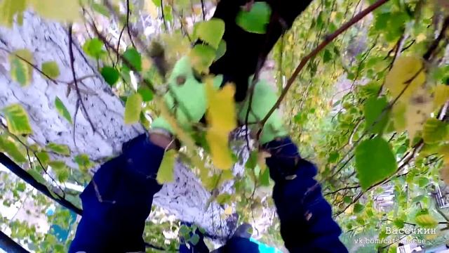 Кисун второй раз, но это уже третий! Насколько безопасны падения для хвостатых? смотреть онлайн