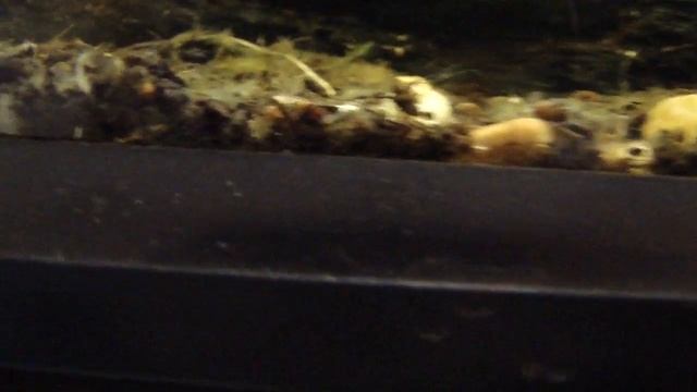 My Theloderma stellatum breeding.. смотреть онлайн