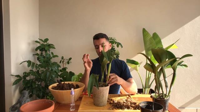 Cattleya Orchid Repotting смотреть онлайн